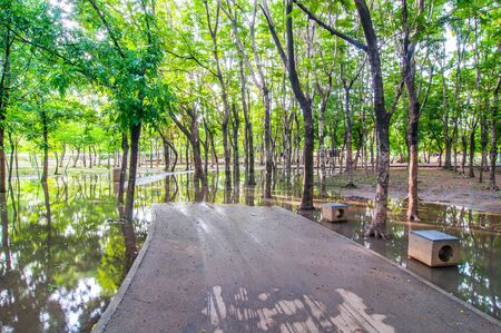 footpath and tree nature in the Garden Thailandの写真素材