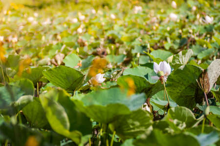 Lotus leaf in nature plantationの写真素材
