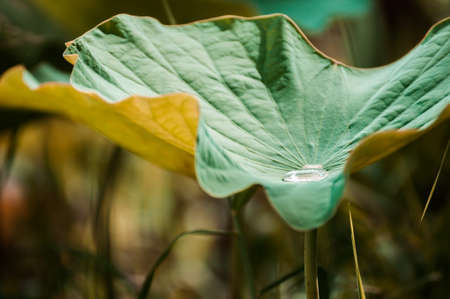 Lotus leafの写真素材