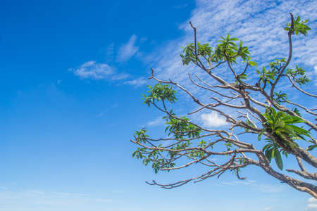 Frangipani trees with sky backgroundの写真素材