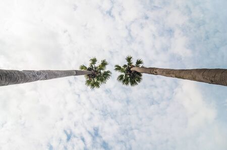 under sugar palm trees sky background.の写真素材