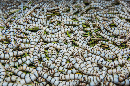 Silkworms eating mulberry leaf in the tray.の写真素材