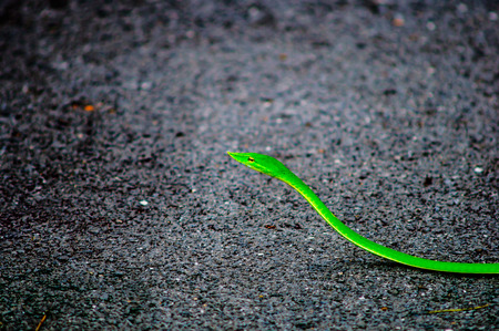 Snake green color on the roadの写真素材
