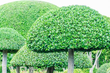 trees in public park, Bangkok, Thailand