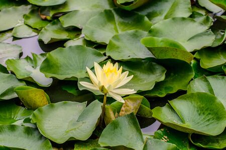Lotus flower lotus's leaf green on water plantの写真素材