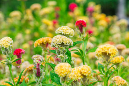Cockscomb colorful flowers in the gardenの写真素材