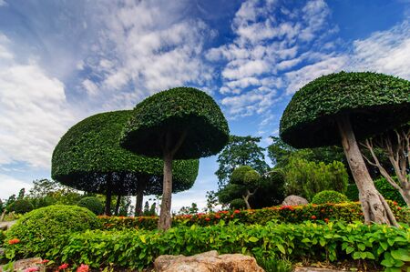 Landscaping trimmed trees in public parkの写真素材