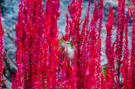 Sparrow bird on a red flower in naturalの写真素材