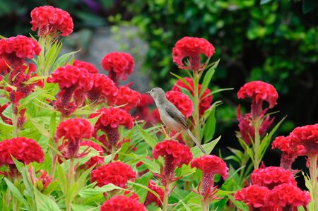 brid on Cockscomb colorful flowers in the gardenの写真素材