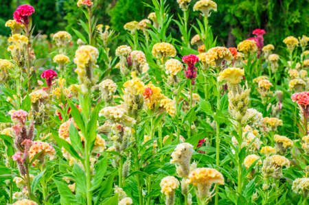 Cockscomb colorful flowers in the gardenの写真素材