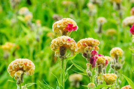 Cockscomb colorful flowers in the gardenの写真素材