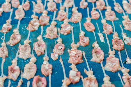 squid dried, traditional preserve food by sun lightの写真素材