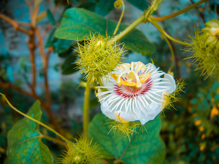 Wildflowers blooming after the rain.の写真素材