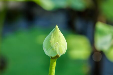 green lotus flower in natural backgroundの写真素材