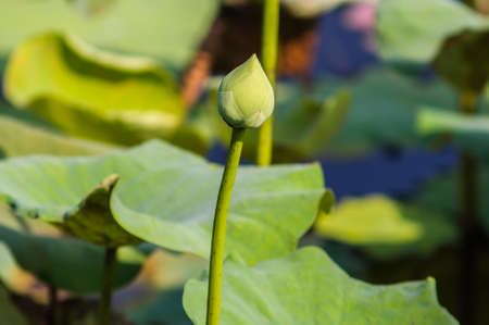 green lotus flower in natural backgroundの写真素材