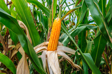 Corn Field
