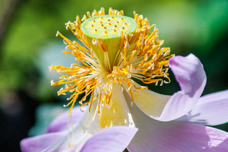 beautiful lotus flower in blooming