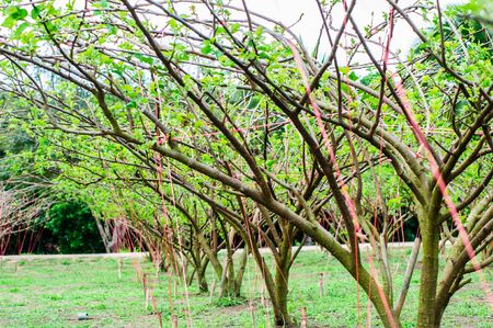 Mulberry tree in plantation at countryside