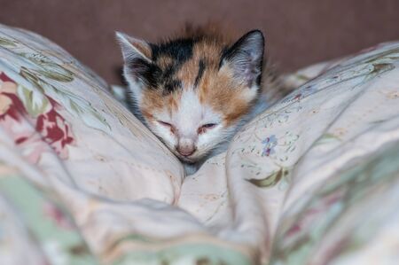 Animals: close-up portrait catの写真素材