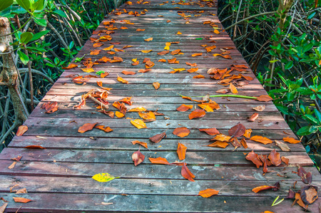Dry leaves on a wooden walkway at nature trail mangrove forestの写真素材