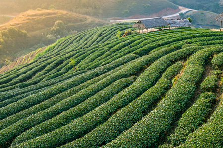 Green tea plantation on mountainの写真素材