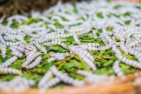 Silkworm eating mulberry green leafの写真素材