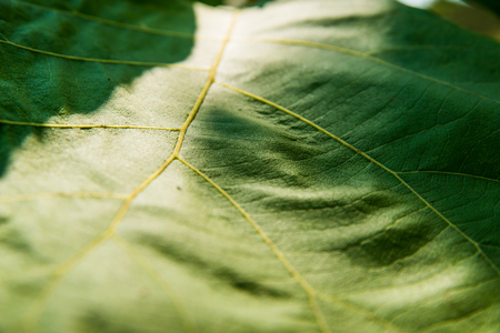 Close-up Green leaves background