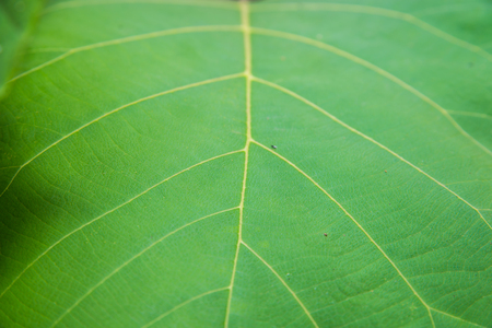 Close-up Green leaves backgroundの写真素材