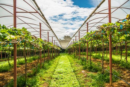Grape farm in the countryside of Thailand.の写真素材