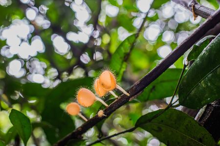 Mushrooms Orange Cup Fungi in the forest Mushroom Orange Cup Fungi Champagne