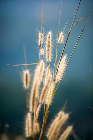 Dry grass against a blue background.の写真素材