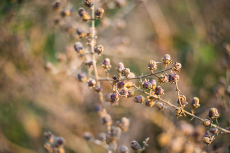 Seed trees dry dead on treeの写真素材