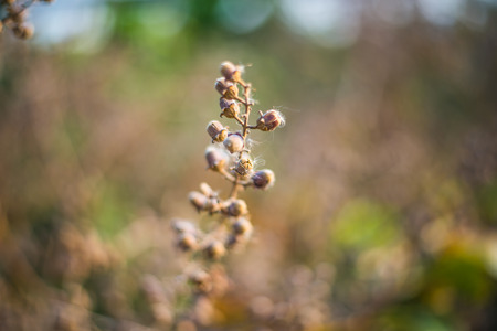 Seed trees dry dead on treeの写真素材