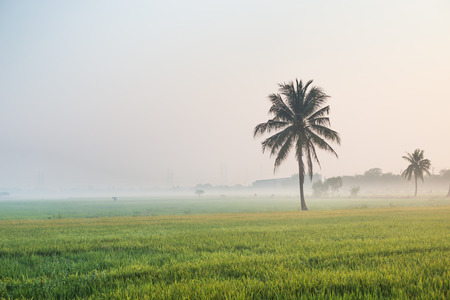 Lush rice paddies with morning sun lightの写真素材