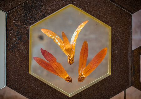 Seeds of the forest is the knowledge of seeds, plus seed crystal clear display.の写真素材