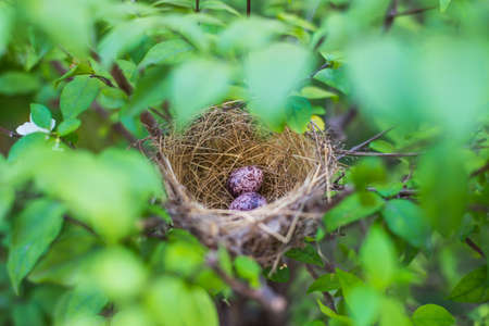 Birds nest bird eggs on the treeの写真素材