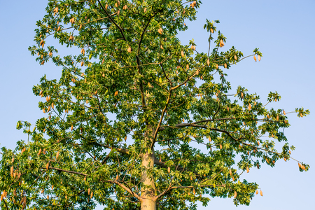 kapok on tree with blue sky background.の写真素材