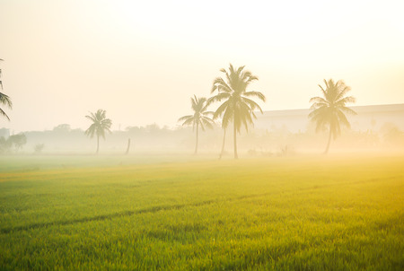 Lush rice paddies with morning sun lightの写真素材