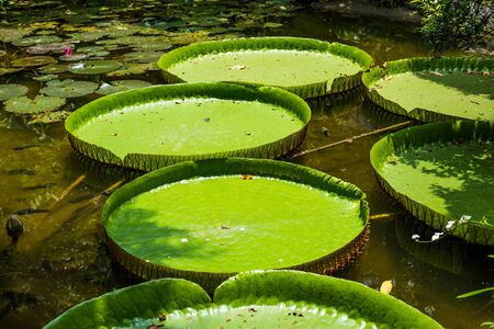 Big green Victoria leaf in naturalの写真素材