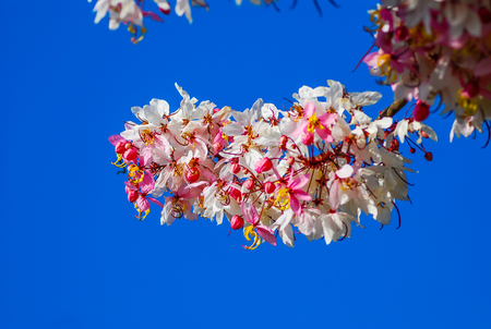 Beautiful color flowers with blue sky.の写真素材