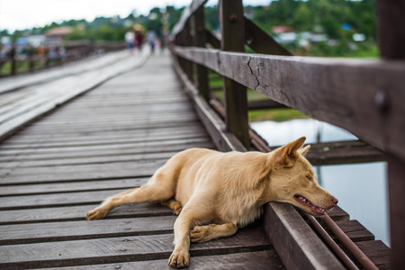 (Mon Bridge) Wooden bridge over the river in Sangkhlaburi District, Kanchanaburi, Thailand.の写真素材