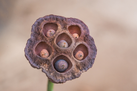 Dry lotus, lotus flower, lotus leaf.の写真素材