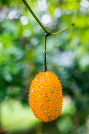 Gac fruit at fieldの写真素材