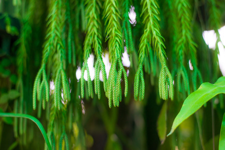 Hanging garden - succulent plantsの写真素材