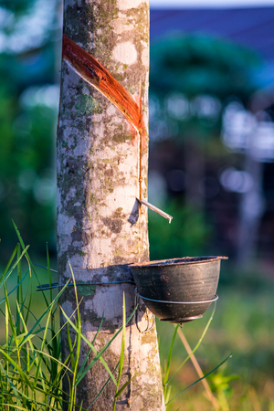 Rubber plantation with light sunset on Backgroundの写真素材