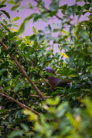 Collared dove in nature on tree at thailandの写真素材