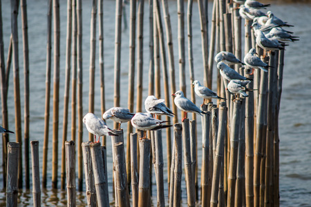 Seagulls with sunset at Bang Pu beach Samutprakarn,Thailandの写真素材