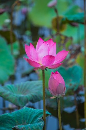 Pink lotus flowers in pond field at naturalの写真素材