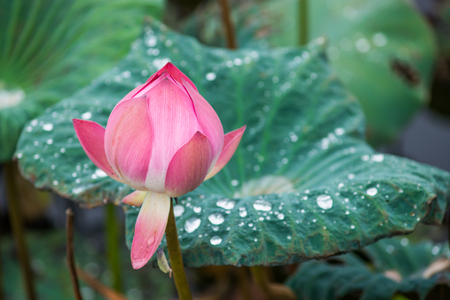 Pink lotus flowers in pond field at naturalの写真素材