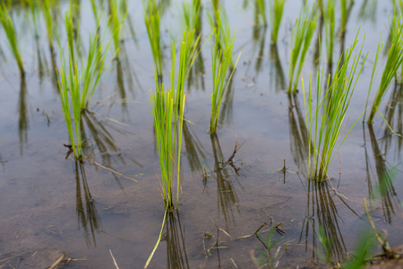 Top-view Terraced Paddy Field in Mae-Jam Village, Chaingmai, Thailandの写真素材